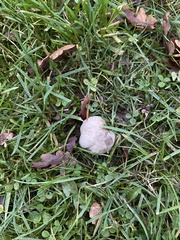 Coprinopsis atramentaria