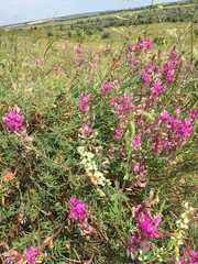 Hedysarum ucrainicum