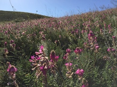 Hedysarum ucrainicum