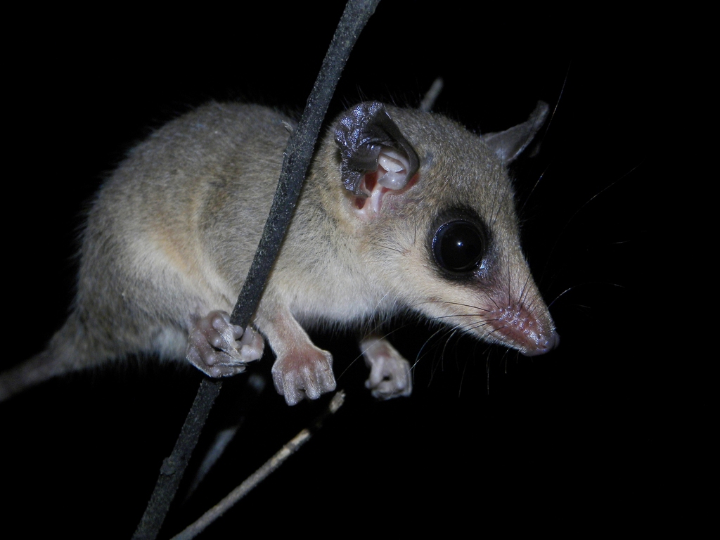 Pinheiro's Slender Opossum
