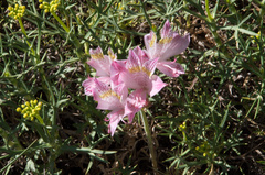 Alstroemeria pallida