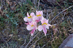 Alstroemeria pallida