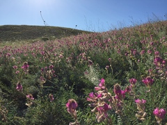 Hedysarum ucrainicum