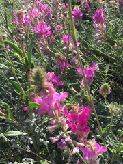 Hedysarum ucrainicum