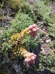 Sempervivum caucasicum