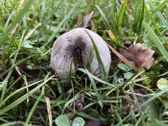 Coprinopsis atramentaria