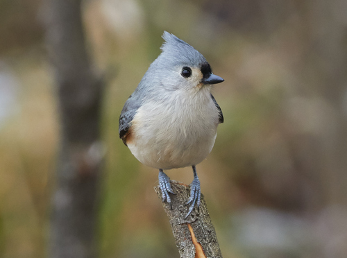 Tufted Titmouse — photo 1