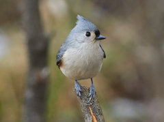 Tufted Titmouse photo 2