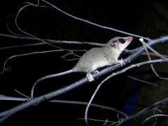 Marmosops pinheiroi