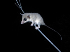 Marmosops pinheiroi