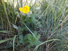 Potentilla adscharica