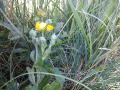 Potentilla adscharica