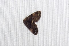 Metalectra richardsi