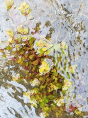 Ludwigia microcarpa