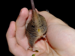 Marmosa demerarae