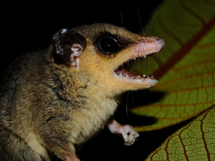 Marmosa demerarae