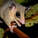 North-eastern Woolly Mouse Opossum - Photo (c) Sébastien SANT, some rights reserved (CC BY-NC), uploaded by Sébastien SANT