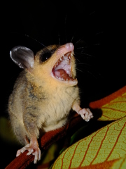 Marmosa demerarae