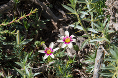 Montiopsis andicola