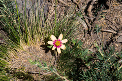Montiopsis andicola