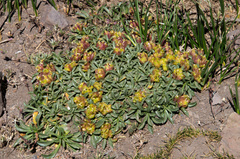 Azorella ruizii