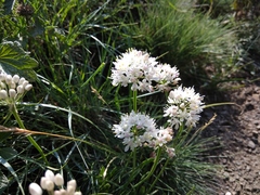 Allium denudatum