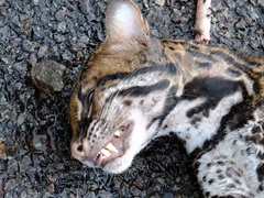 Leopardus pardalis mitis