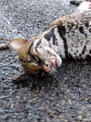 Leopardus pardalis mitis