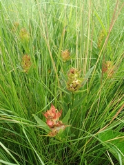 Acalypha punctata punctata
