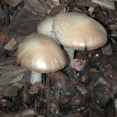 Leratiomyces squamosus