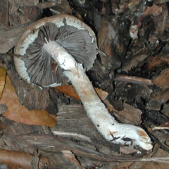 Leratiomyces squamosus