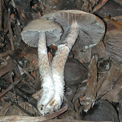 Leratiomyces squamosus