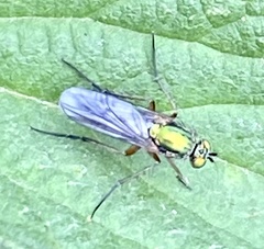 Poecilobothrus nobilitatus