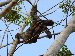 Bradypus tridactylus