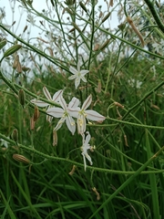 Anthericum