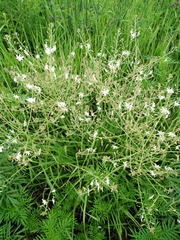 Anthericum