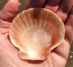 Aequipecten tehuelchus