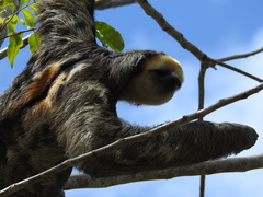 Bradypus tridactylus