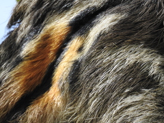 Bradypus tridactylus