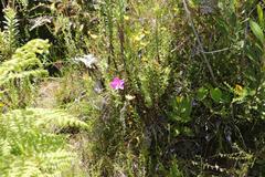 Chironia melampyrifolia