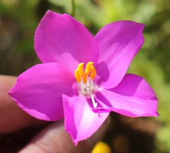 Chironia melampyrifolia