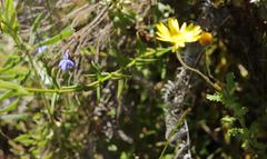 Chironia melampyrifolia