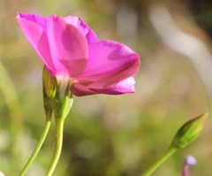 Chironia melampyrifolia