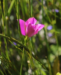 Chironia melampyrifolia