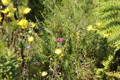 Chironia melampyrifolia