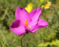 Chironia melampyrifolia