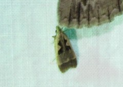 Dichomeris setosella