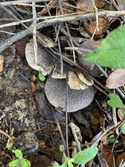 Tricholoma squarrulosum