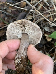 Tricholoma squarrulosum