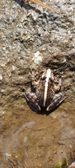 Anamallais Indian Frog photo 3